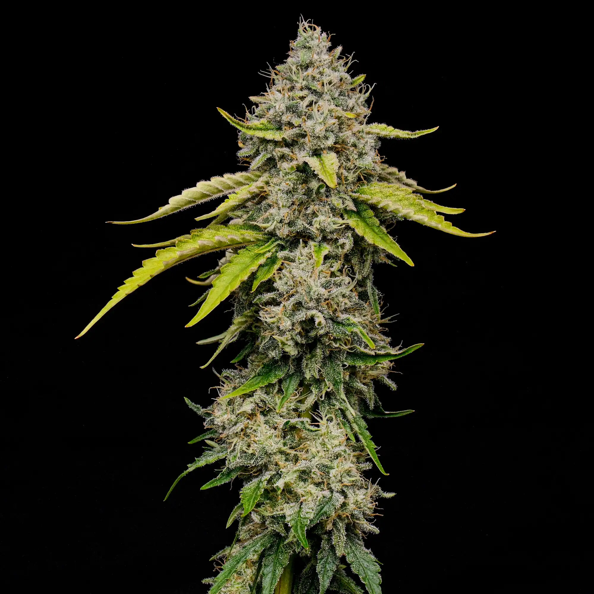 site de rencontre pour fumeur de cannabis