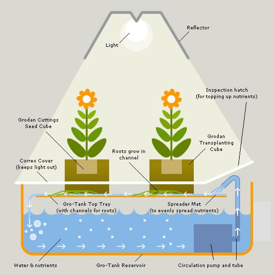 Hydroponics Cannabis Growing Guide