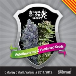 Catalonian Royal Queen Seeds feminized cannabis seeds catalogue