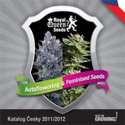 Czech Royal Queen Seeds feminized cannabis seeds catalogue