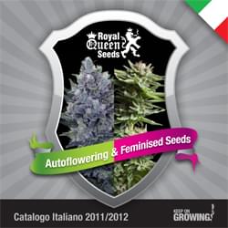 Italian Royal Queen Seeds feminized cannabis seeds catalogue