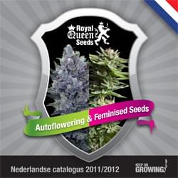 Dutch Royal Queen Seeds feminized cannabis seeds catalogue