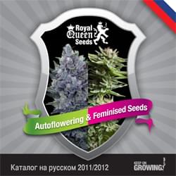 Russian Royal Queen Seeds feminized cannabis seeds catalogue