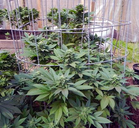 Fruit Spirit cannabis warmer climates