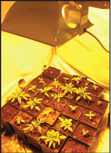 Small grow operation