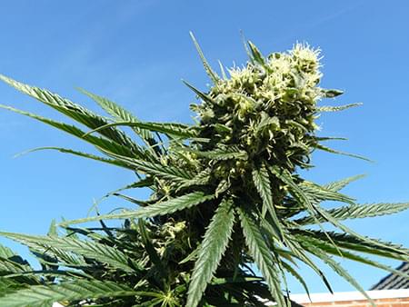 Northern Light cannabis warmer climates