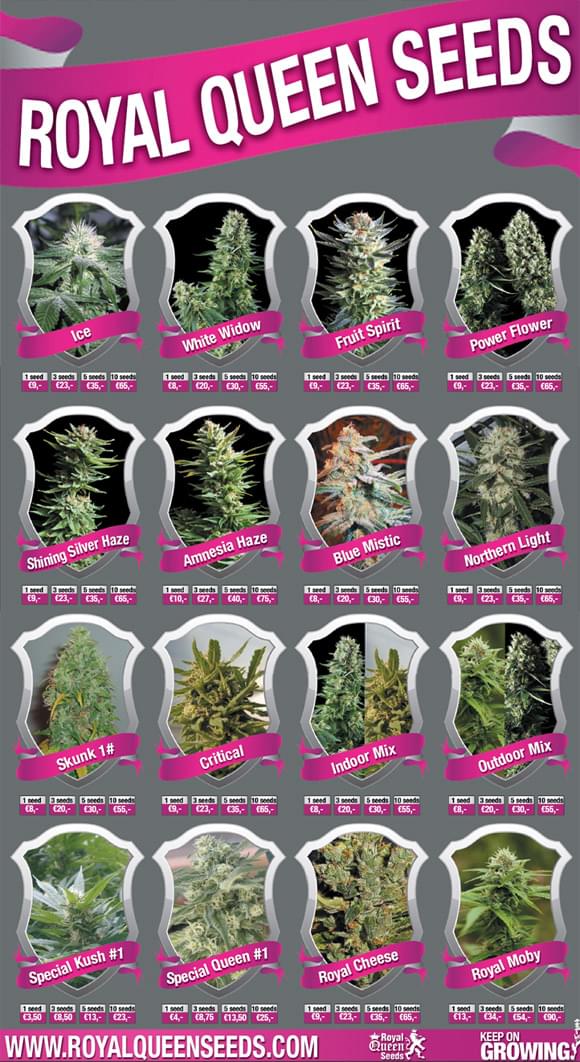 feminized marijuana seeds