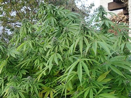 Royal Moby cannabis warmer climates