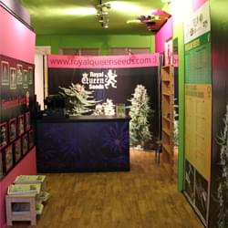 Onze wiet zaden winkel in Amsterdam Onze cannabis zaden winkel in Amsterdam