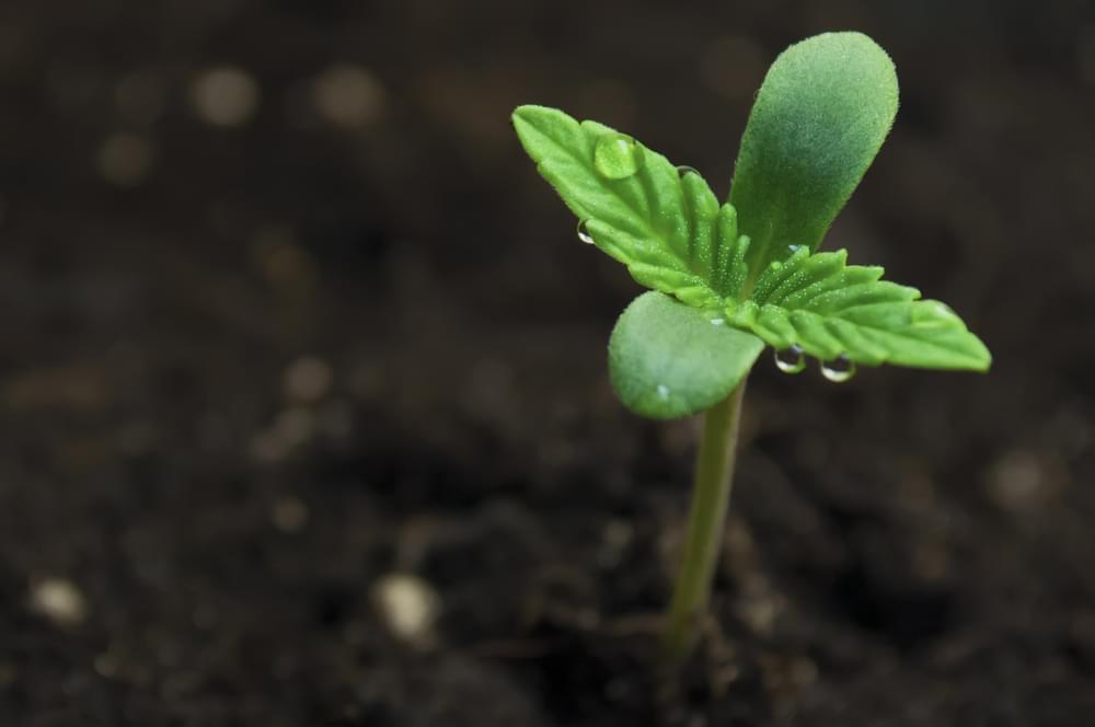 growing cannabis