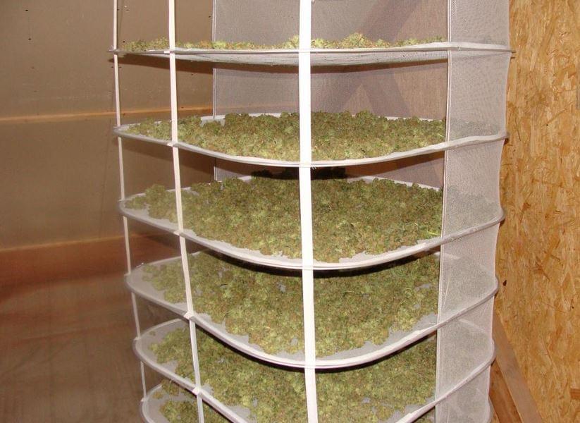dry room for cannabis