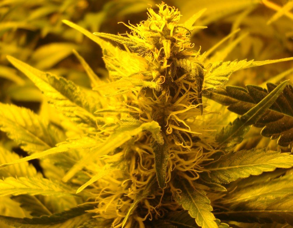 flowering cannabis plant