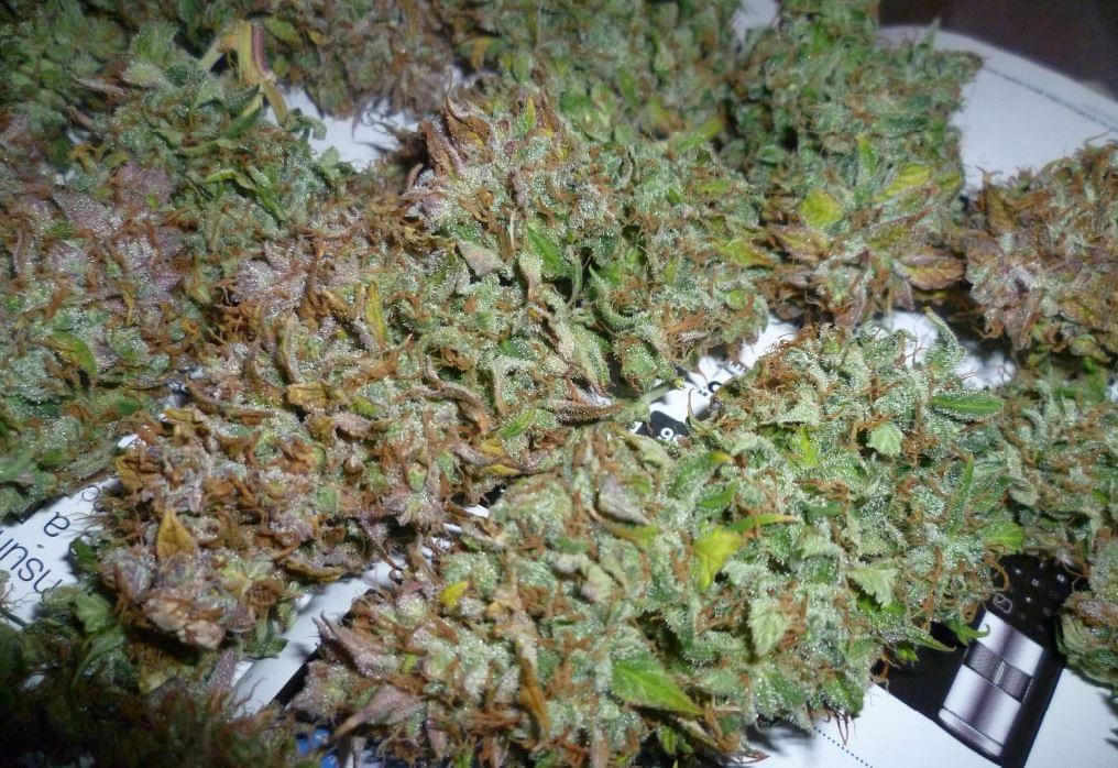 the best marijuana buds