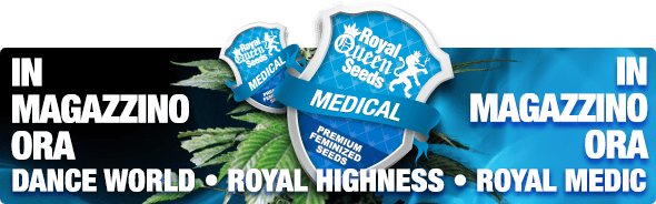 Semi di marijuana terapeutica