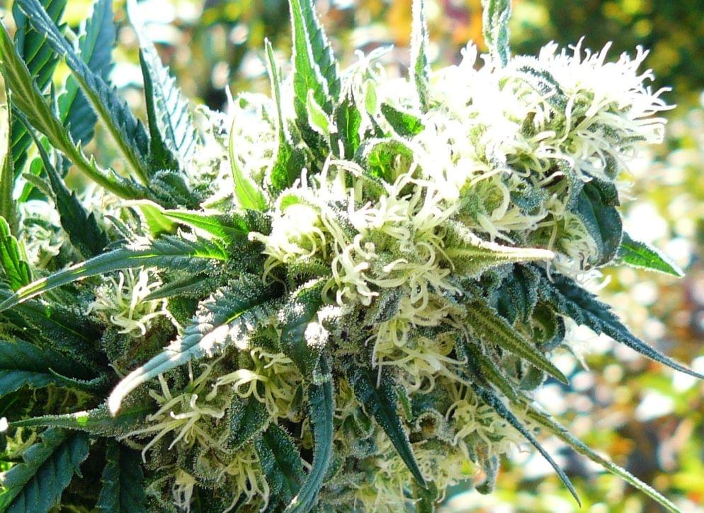 the best cannabis seeds