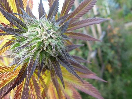 Special Kush cannabis warmer climates