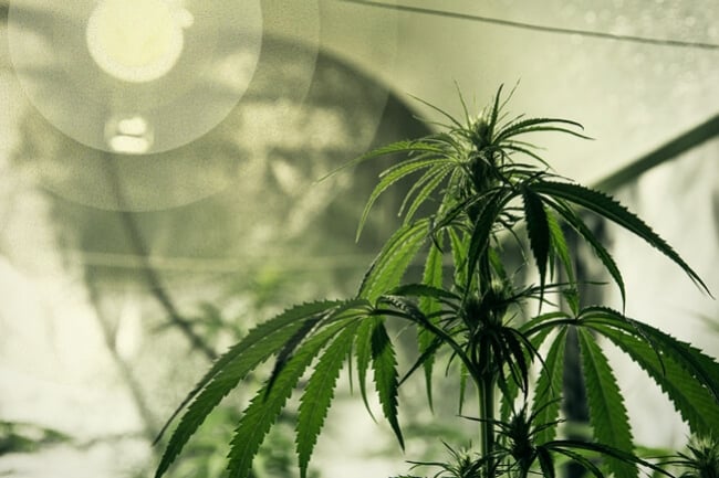 Best Cannabis Grow Light for Beginners