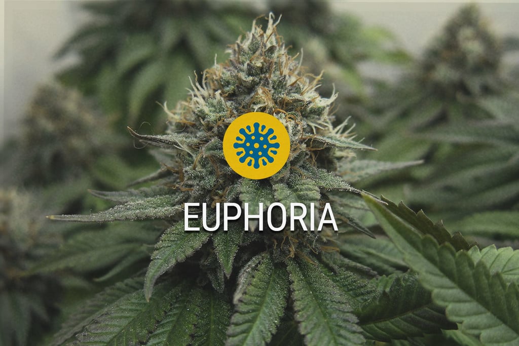 Euphoria: CBD and THC Working Side-by-Side