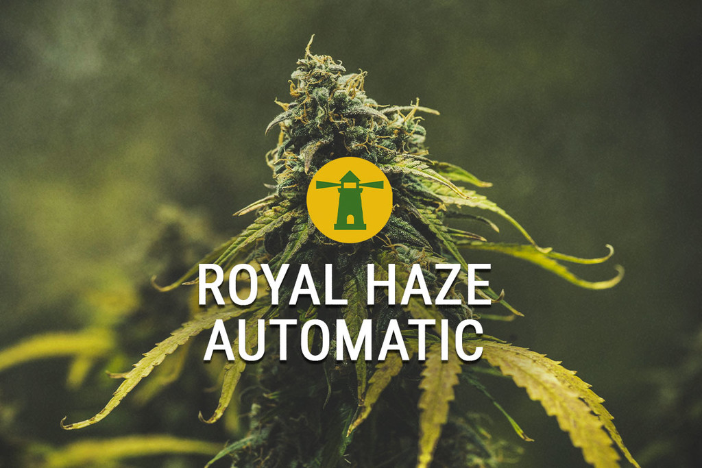 Royal Haze Automatic delivers fast turnaround, buzz fit for king