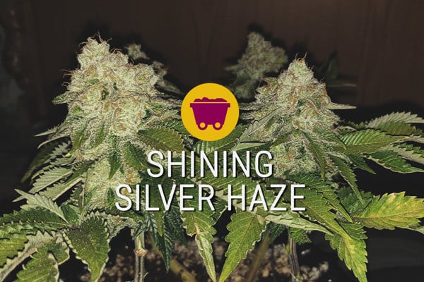 Shining Silver Haze: The New Generation Of Sativas
