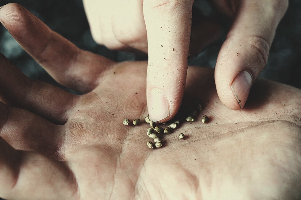 Is It Safe To Touch Cannabis Seeds With Your Bare Hands?  