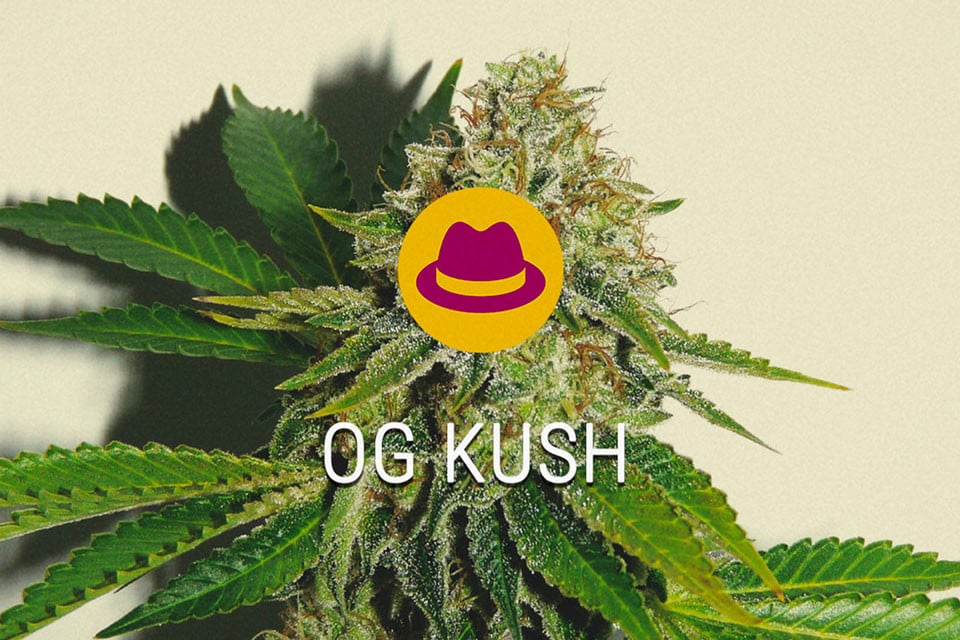 OG Kush Feminized Cannabis Seeds