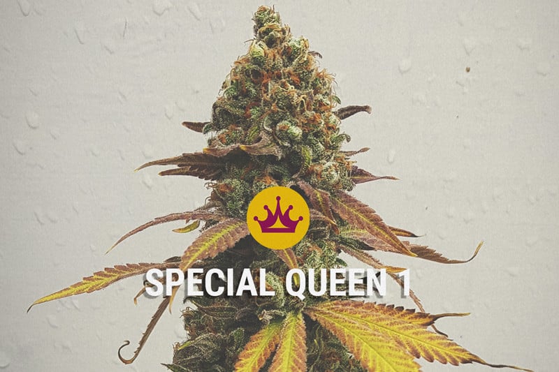 Special Queen - A Potent And Balanced High