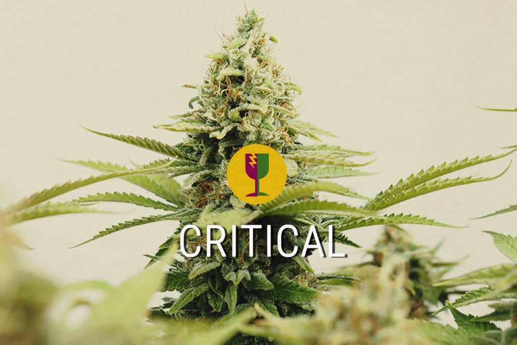 Critical, The best cannabis strain for commercial growers