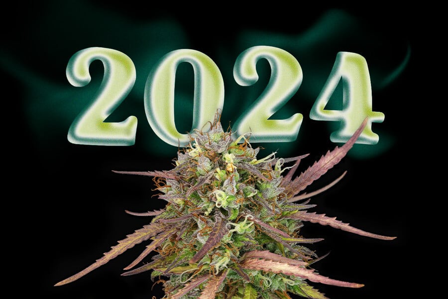 Top 10 New Weed Strains 2024