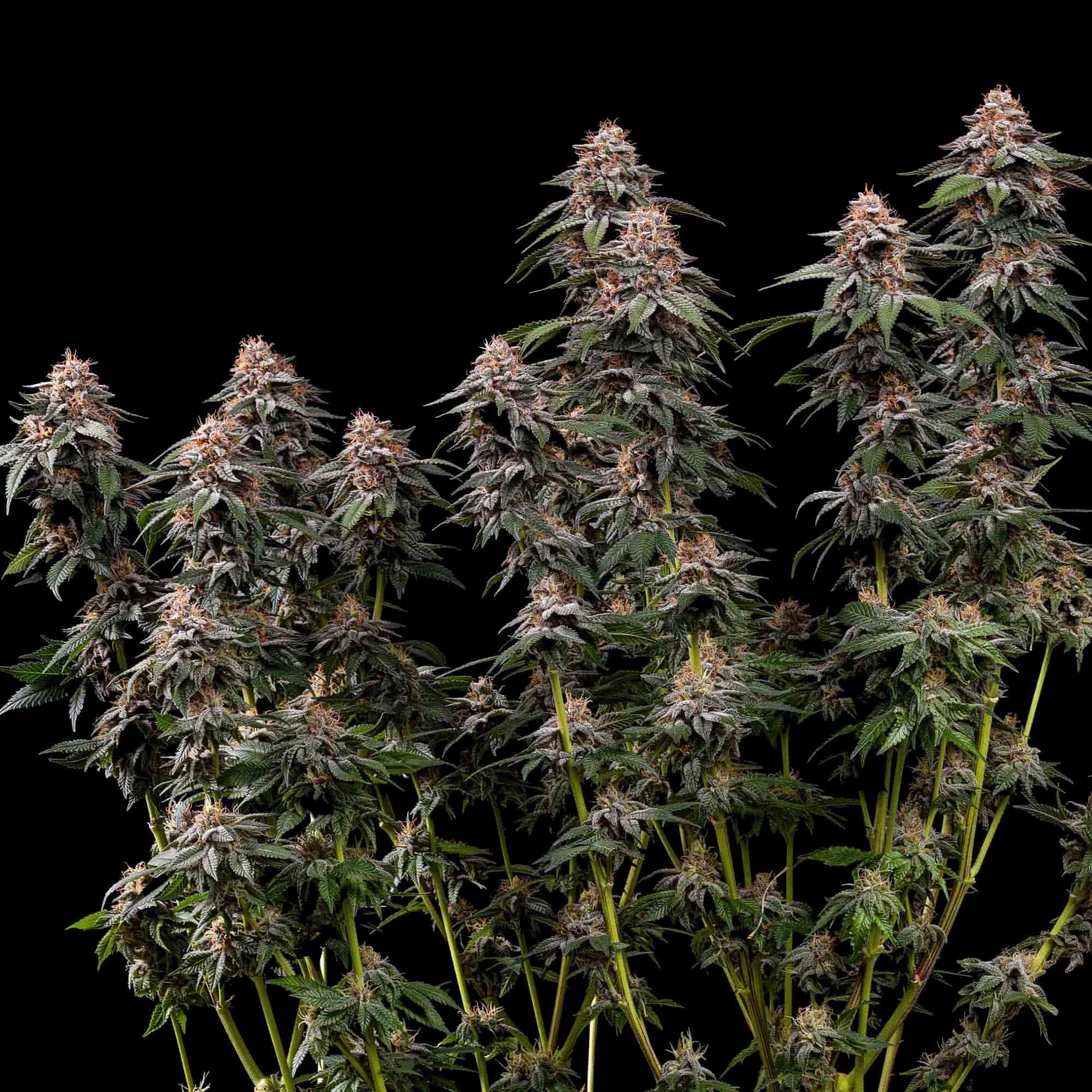 Www Royalqueenseeds Com 1 00 21 04 10 Daily Www Royalqueenseeds Com Content 15 Shipping Information 0 8 Daily Www Royalqueenseeds Com Content 16 Pricelist 0 8 Daily Www Royalqueenseeds Com Content 17 Feminized