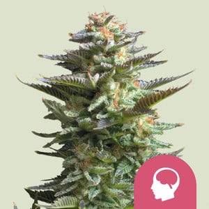 Royal Gorilla Glue Strain 🦍 Cannabis Seeds - Royal Queen Seeds