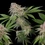 Blue Mystic
