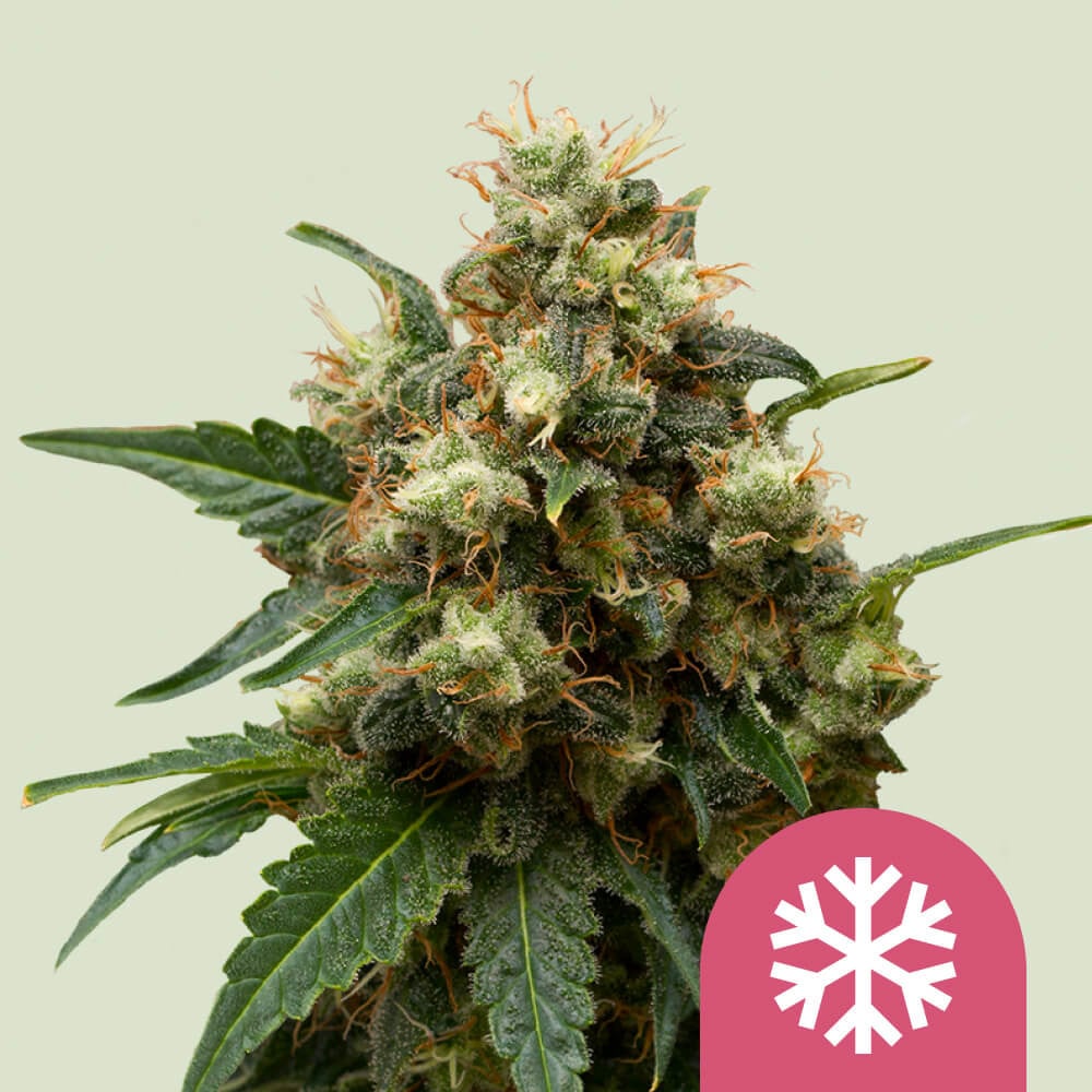Ice Cannabis Seeds Royal Queen Seeds