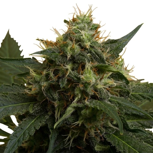 Choisir des graines de cannabis pour un Ice-O-Lator Full-Melt- Alchimia  Grow Shop