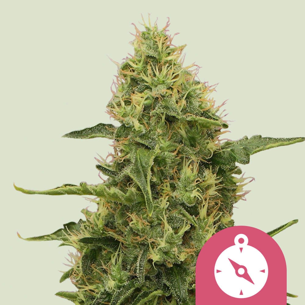 baggrund solopgang Krigsfanger Northern Light Strain Cannabis Seeds - Royal Queen Seeds USA