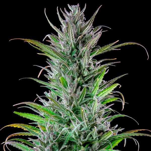 Northern Light Semi di Cannabis - Royal Queen Seeds