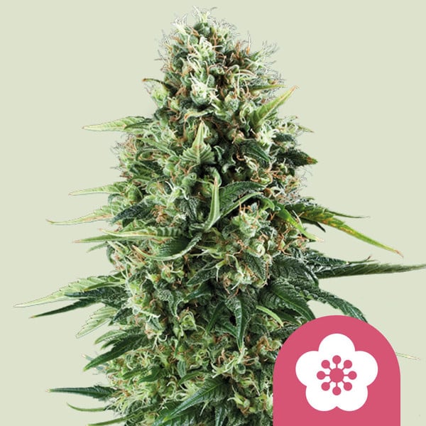 Power Flower 🌺 Cannabis Seeds - Royal Queen Seeds