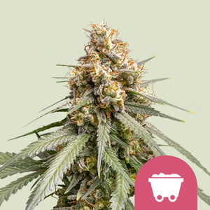 Sale of Super Silver Haze from Mr Nice Seeds