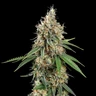 Shining Silver Haze