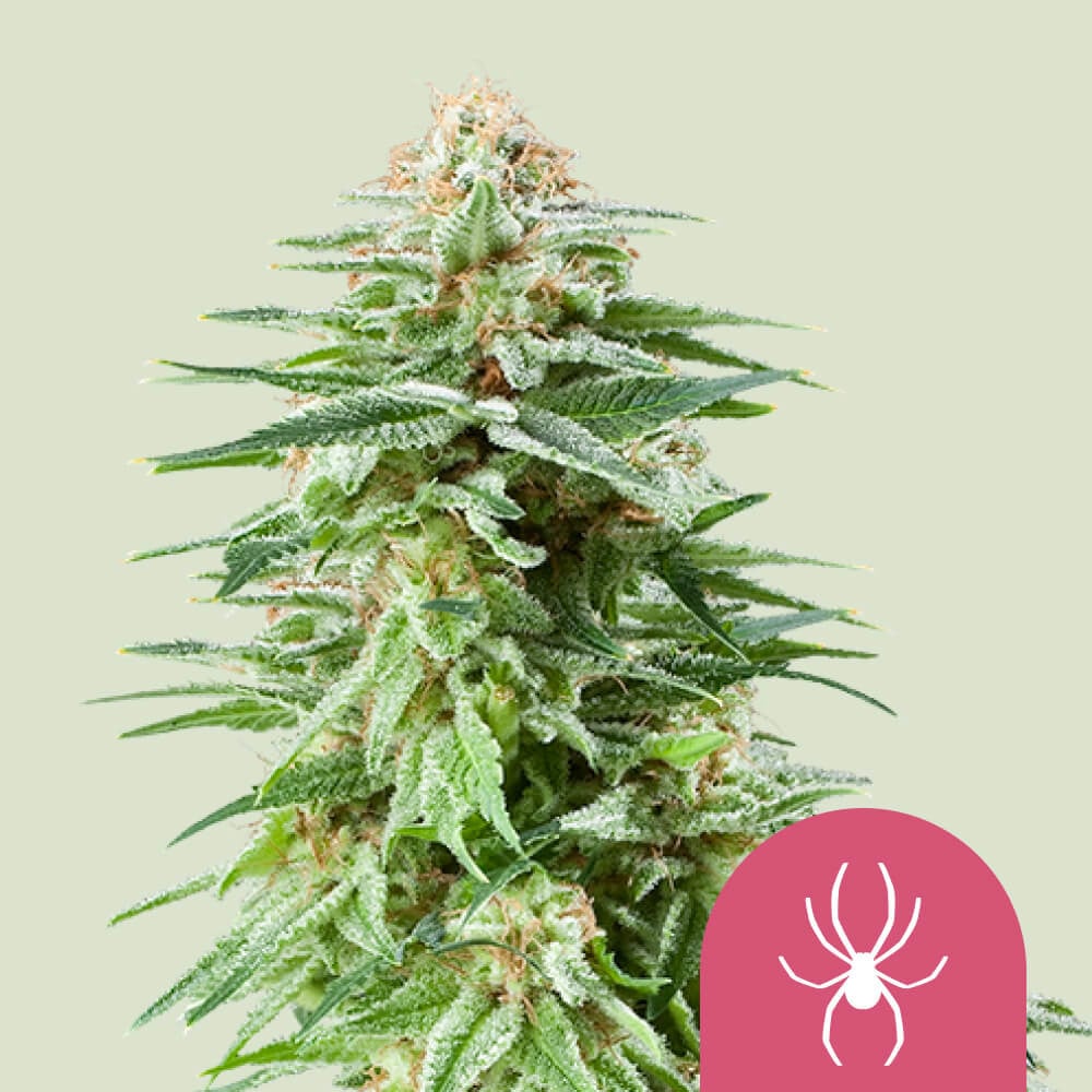 White Widow Strain Cannabis Seeds - Royal Queen Seeds
