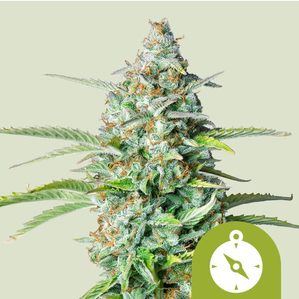 Spin Dochter vlam Northern Light Automatic Strain Cannabis Seeds - Royal Queen Seeds USA