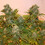 Royal AK Auto