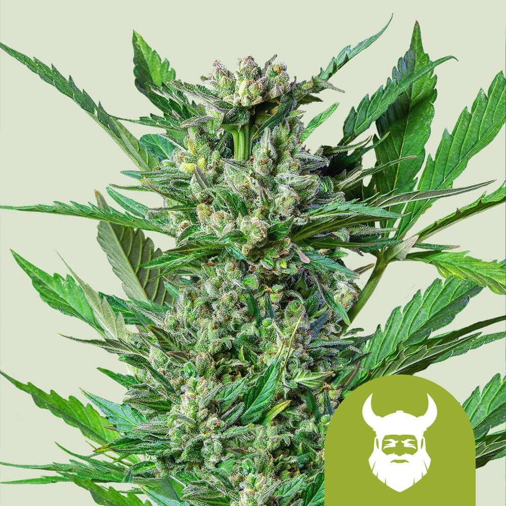 Buy Royal Dwarf Cannabis Seeds Royal Queen Seeds USA