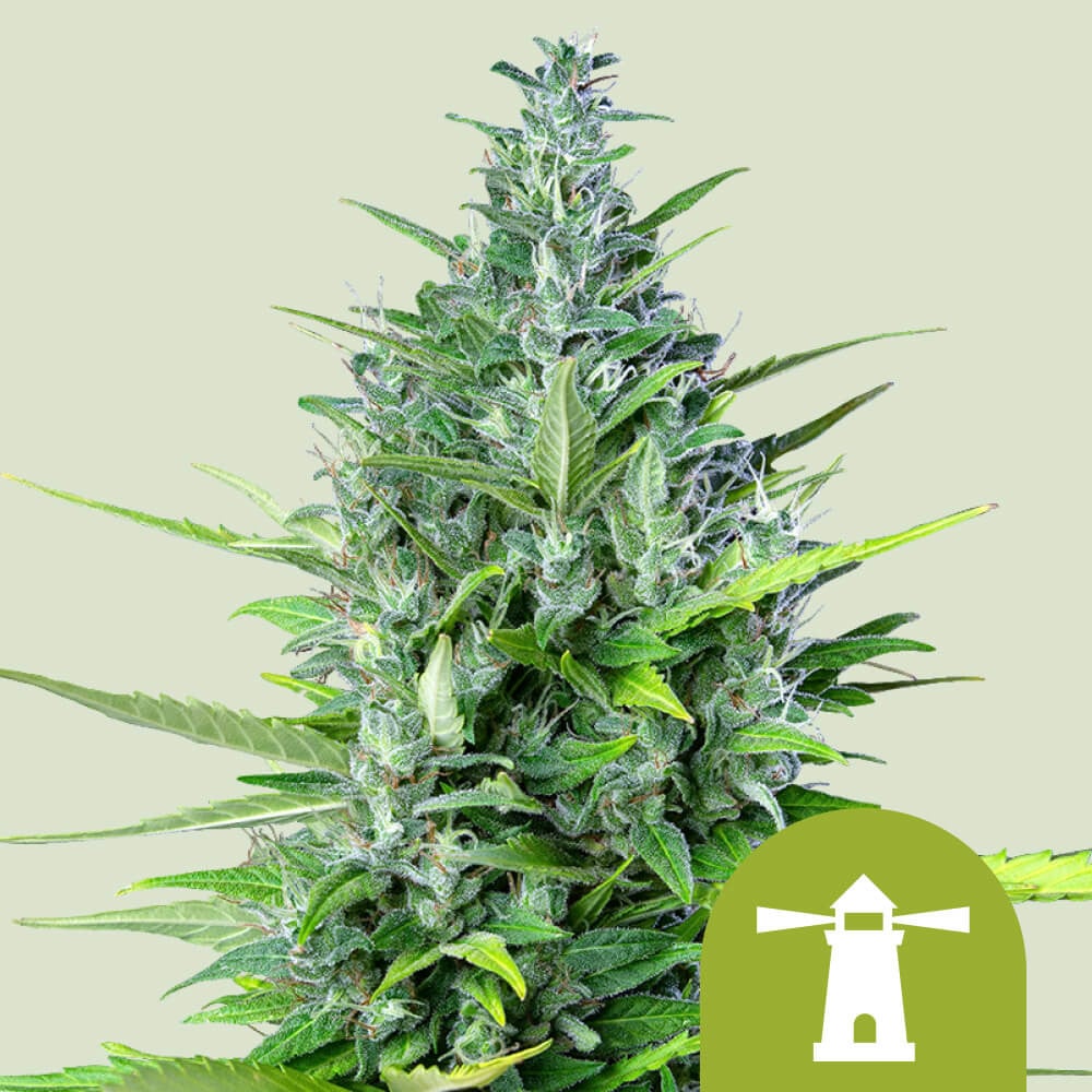 Get Royal Haze Auto Cannabis Seeds Royal Queen Seeds