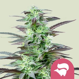 Northern Lights X Skunk - feminized marijuana seeds, 5pcs G13 Labs