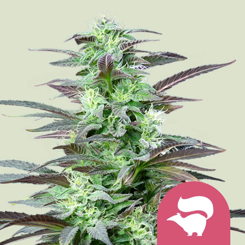 Buy Skunk XL Feminized Cannabis Seeds - Royal Queen Seeds USA