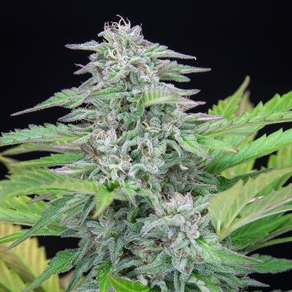 Critical Strain Cannabis Seeds - Royal Queen Seeds