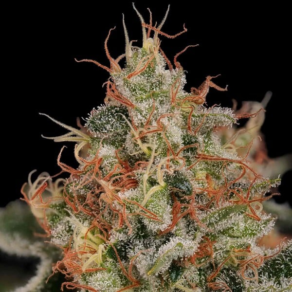 Critical