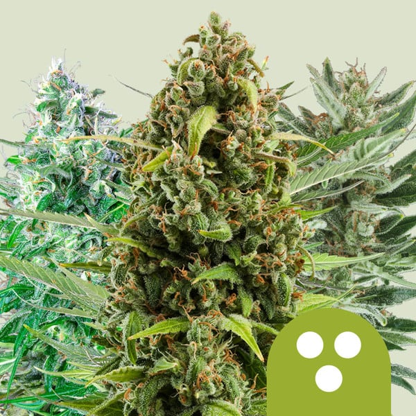 Speedrun Seeds  Feminized Autoflower Seeds