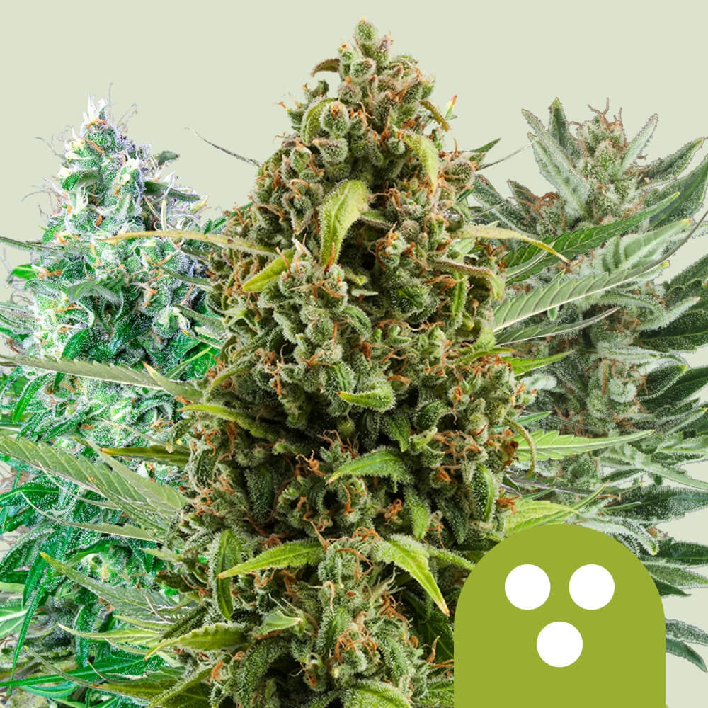 Verouderd bank verzekering Autoflowering Mix Cannabis Seeds - Royal Queen Seeds